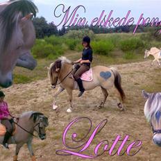 Fjordhest Lotte