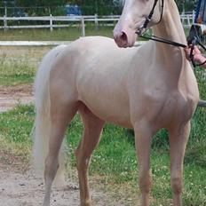 Palomino Mr. SnowFlake *SOLGT*