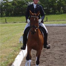 Dansk Varmblod Losell