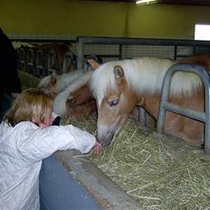 Tyroler Haflinger Miranka