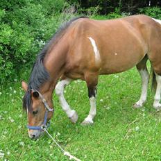 Anden særlig race Marcie *død*