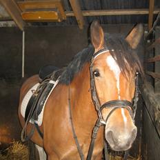 Anden særlig race Marcie *død*