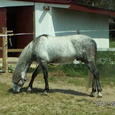 Pura Raza Española EBANO AG                 