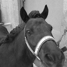 Shetlænder Merci - Solgt