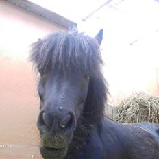 Shetlænder Merci - Solgt