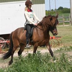 Islænder Dúna fra Odal <3