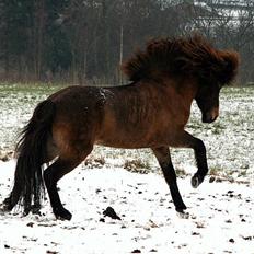 Islænder Dúna fra Odal <3