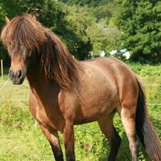 Islænder Dúna fra Odal <3