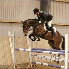 Hollandsk Sportspony Magic Misty