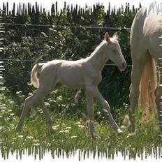 Palomino Mr. SnowFlake *SOLGT*
