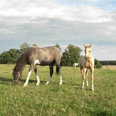 Palomino Brattensborgs BaileySOLGT