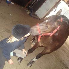 Anden særlig race zafir<3