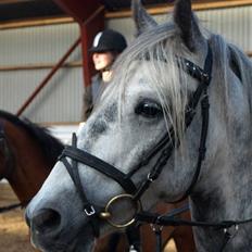 Anden særlig race Tonka  (solgt)