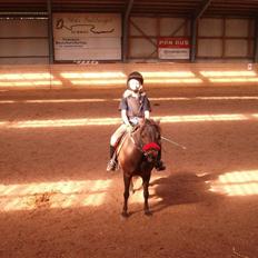 Shetlænder Josefine (død)