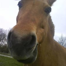 Anden særlig race Lucas<3 Solgt :(!