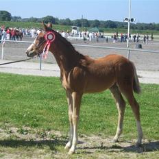 Dansk Varmblod Skærgårdens Dancing Diegi