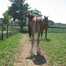 Dansk Varmblod Skærgårdens Dancing Diegi
