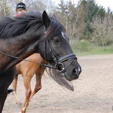 Hollandsk Sportspony Timmy Boy 'Solgt'