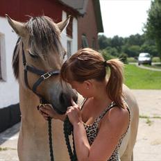 Fjordhest Thea Grace SOLGT