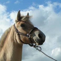 Fjordhest Thea Grace SOLGT