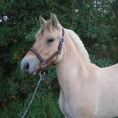 Fjordhest Thea Grace SOLGT