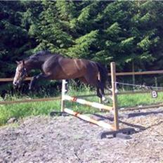 Dansk Varmblod Louciano SOLGT