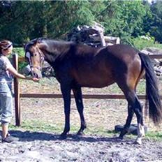 Dansk Varmblod Louciano SOLGT