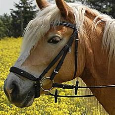 Tyroler Haflinger *Prinsesse* Silvia<3