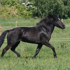 Islænder Vilma frá Ólafsvöllum