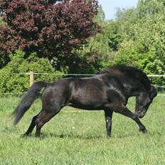 Islænder Vilma frá Ólafsvöllum