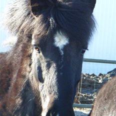 Islænder Vilma frá Ólafsvöllum
