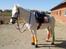 New Forest Odbjergs Pikant <3SOLGT:( - Med sit super seje nye udstyr ;P Mor har syet bandagerne til miig :D 