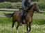 Hollandsk Sportspony Marleen * Solgt*