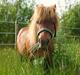 Shetlænder Buster