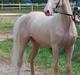 Palomino Mr. SnowFlake *SOLGT*