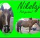 Welsh Cob (sec D) Nikolaj