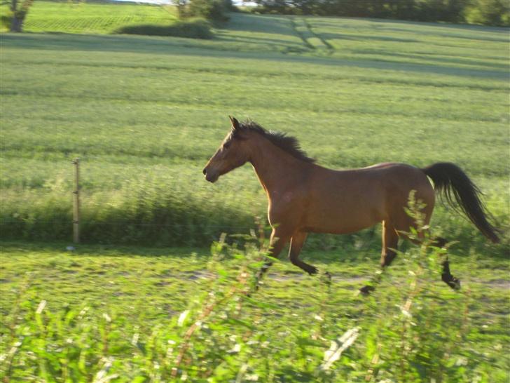 Anden særlig race Lizette - Lizette tager sig lige løbe tur, på folden. billede 18