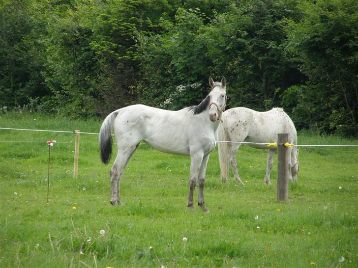 Knabstrupper Moonlight - Moonlight, den første dag hjemme billede 1