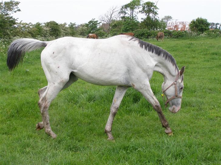 Knabstrupper Moonlight billede 2