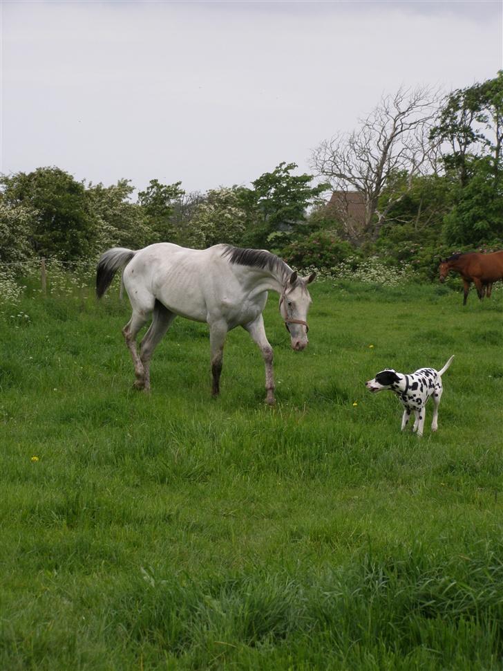 Knabstrupper Moonlight billede 3