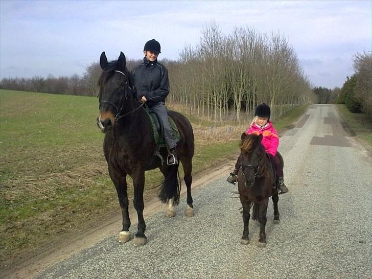 Welsh Cob (sec D) Funny - Thorleif og cirkeline.. (Bare fordi jeg sys det var et hyggeligt billede) Min lillesøster og jeg :) billede 15
