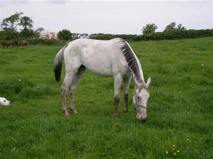 Knabstrupper Moonlight billede 4