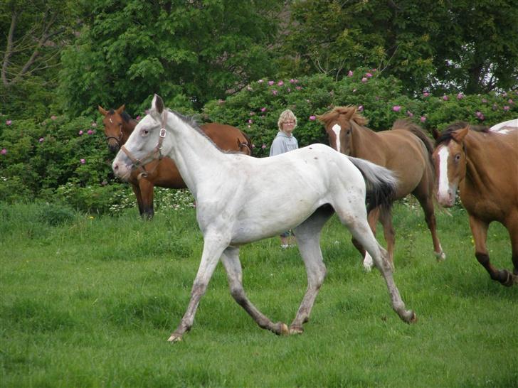 Knabstrupper Moonlight billede 5