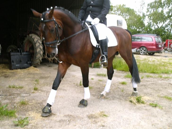 Hannoveraner Zacharias Star *solgt* - Første stævne... Venter på det er hvores tur billede 9