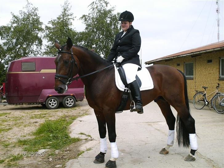 Hannoveraner Zacharias Star *solgt* - Er så træt... billede 10