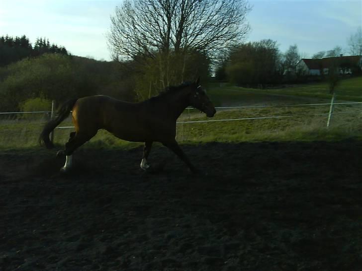 Hannoveraner Zacharias Star *solgt* - Fuld fart frem, ligger næsten ned i svingene :-) billede 11