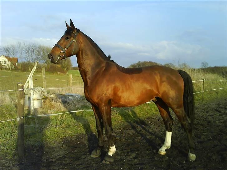 Hannoveraner Zacharias Star *solgt* - Skal lige vise mig lidt... billede 12