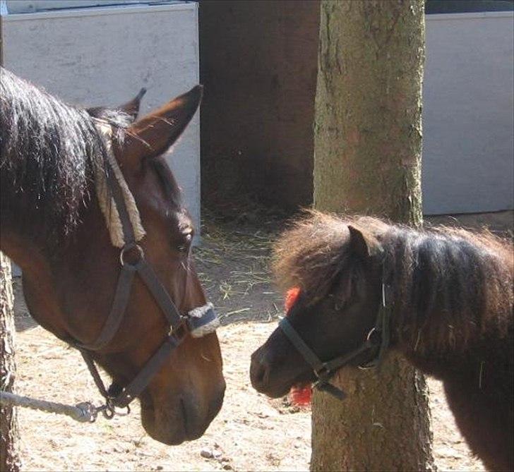 Miniature Black Speedy - Da B´S hilser på Milton efter et halvt år (Se billede 3, hvor lille han var)(© - Må ikke kopieres) billede 3