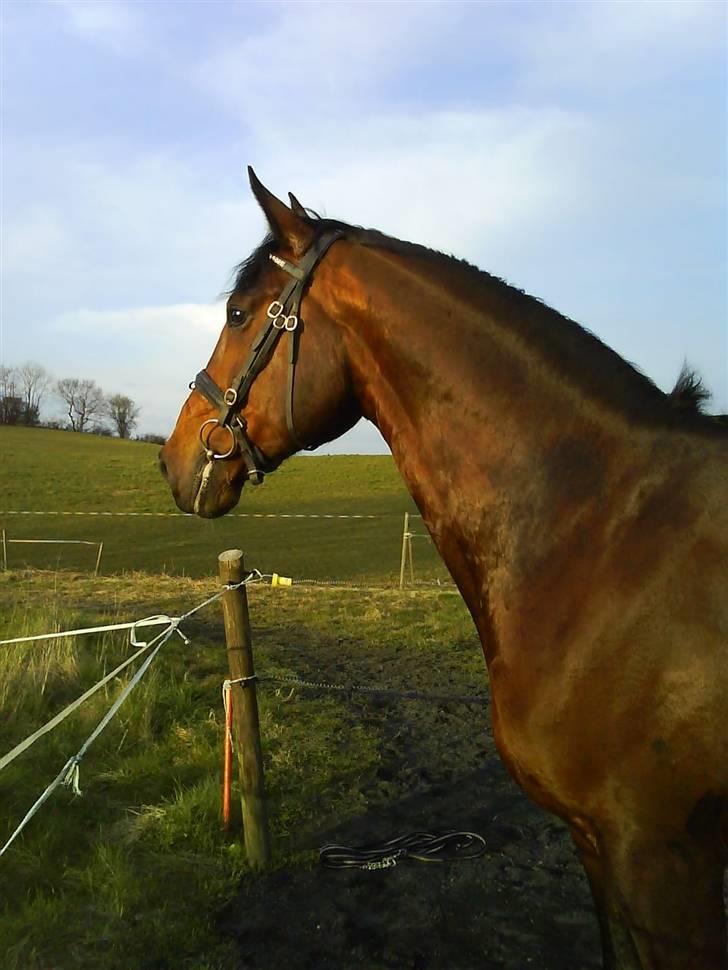 Hannoveraner Zacharias Star *solgt* - hmmm billede 13