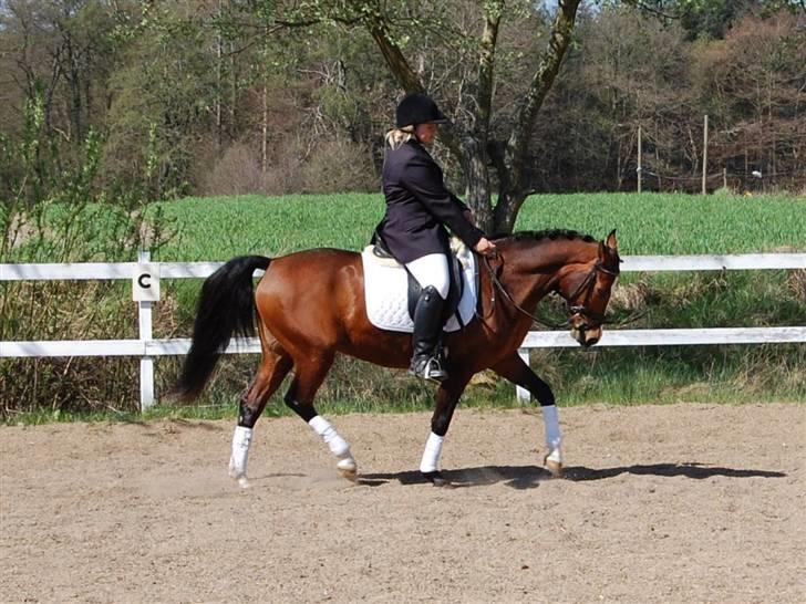 DSP Granelunds Vanity - Say you´re sorry, that face of an angel comes out, just when you need it to. As i paced back and forth all this time, cause I honestly believed in you. Holding on, the days drag on!  billede 3